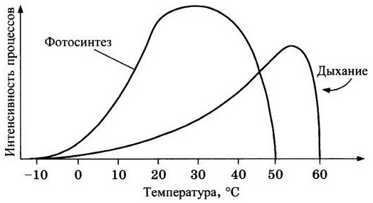 При какой температуре интенсивность роста максимальная. Зависимость интенсивности фотосинтеза от температуры. Интенсивность дыхания растений зависит от температуры. График зависимости интенсивности фотосинтеза от температуры.. График влияние температуры на фотосинтез.
